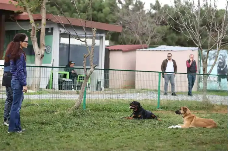 İstanbul Köpek Eğitim Okulu