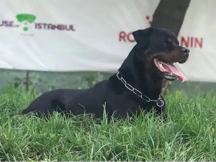 Rottweiler Köpek Eğitimi Veren Çiflikleri Nasıl Seçmeliyiz