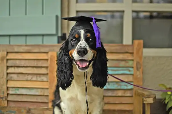 Köpek Egitimi Merkezinde Ne Ögreniyoruz